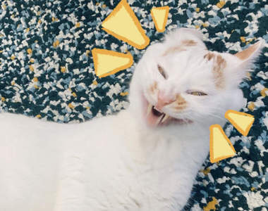 《貓的哈欠表情》無論原本多可愛的貓咪,在打哈欠那一瞬間都可能崩壞變形ww