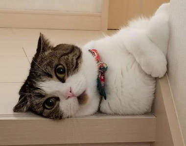 《總是嘴巴半開的貓咪》原來是絕妙的花紋位置讓嘴巴看起來像合不起來...