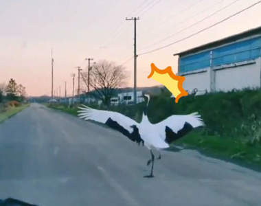 北海道珍奇體驗《被鶴超車》後方突然閃出的身影,好大一隻丹頂鶴就這麼橫斷車道ww