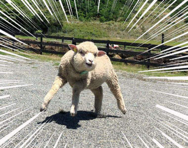 威風凜凜《兩足步行肌肉羊》這是動物之鬪下一波的DLC新角色嗎(誤)