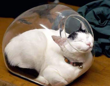 《貓可以在任何地方睡覺的證明》不要想試著理解貓，因為你理解不了