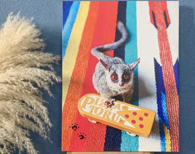 【有片】《展現超級英雄般跳躍的嬰猴》就是跟主人有信賴感才辦得到的動作