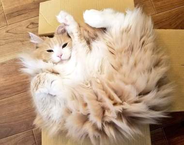 《冬天貓咪的靜電問題》一摸就被電到，你家也有電屬性的＂貓可夢＂嗎？