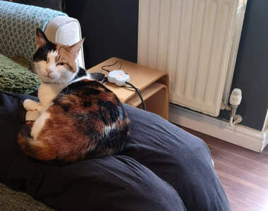 超天才《礙事貓對策》在家工作不斷被貓咪黏TT,給貓兩條假大腿終於獲得解脫ww