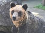 《母親被人類殺死的棕熊》旭山動物園的人氣棕熊介紹文引發推特話題 《母親被人類殺死的棕熊》旭山動物園的人氣棕熊介紹文引發推特話題