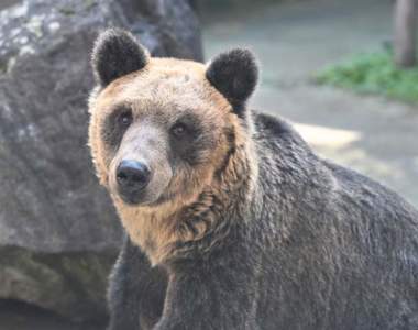 《母親被人類殺死的棕熊》旭山動物園的人氣棕熊介紹文引發推特話題