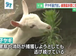 《與電車為鄰的落跑山羊》寵物羊逃跑住在邊坡擋土牆 歷經一個多月抓不到讓飼主超苦惱 《與電車為鄰的落跑山羊》寵物羊逃跑住在邊坡擋土牆 歷經一個多月抓不到讓飼主超苦惱