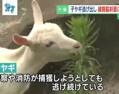 《與電車為鄰的落跑山羊》寵物羊逃跑住在邊坡擋土牆 歷經一個多月抓不到讓飼主超苦惱