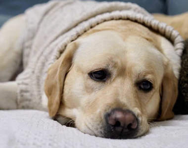 這個表情很有戲《狗狗毛衣》拍賣網站上汪星人模特兒的冏臉表情