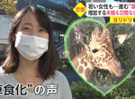 《日本女性草食化》消極戀愛渴望男性主動追求 但是日本男性早就先一步草食化了 《日本女性草食化》消極戀愛渴望男性主動追求 但是日本男性早就先一步草食化了