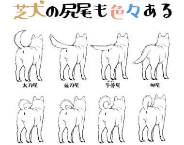 一張圖秒懂《柴犬尾巴的種類》原來尾巴不但可以解讀狗狗心情,連捲法也完全不同!?