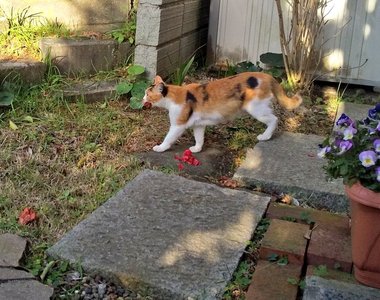 《默默獻花的流浪貓》5年來玄關前不知名的山茶花,原來都是來自這隻浪漫的貓咪❤