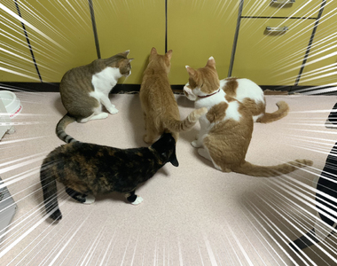 G的預感《貓群盯著廚櫃看的理由》飼主膽戰心驚打開櫃子卻見意外結果...