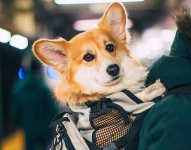 超萌光景《紐約地鐵上的人氣柯基犬》可愛的模樣讓看到的人都喜歡