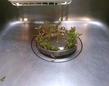 生命力湧現《流理台水槽大發芽》怎麼辦~直接放進土裡當植栽?