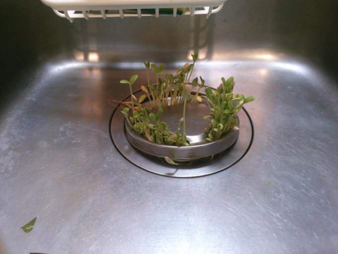 生命力湧現 流理台水槽大發芽 怎麼辦 直接放進土裡當植栽 生命力湧現 流理台水槽大發芽 怎麼辦 直接放進土裡當植栽