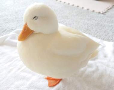 肥滿的可愛《鴨子收納包》如果怕髒用包鮮膜包起來，是不是有種烤鴨的FU(誤)