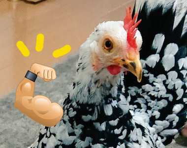 謎之契合感《幫公雞裝上玩具手臂》不知怎麼的就是覺得超搭