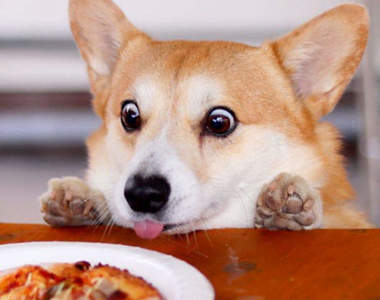 超有戲柯基《genthecorgi》狗界〝顏藝〞大師牠的表情真的太豐富了