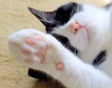 《貓肉球腳掌印章》如果等不到真貓來踩你家地板,不妨可以換換人為的試試XD