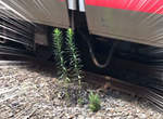 車站奇景《電車冷氣水灌溉出的植物》各種巧合下的產物意外成為電車迷聖地 車站奇景《電車冷氣水灌溉出的植物》各種巧合下的產物意外成為電車迷聖地