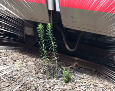 車站奇景《電車冷氣水灌溉出的植物》各種巧合下的產物意外成為電車迷聖地