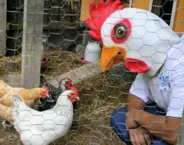 《比人類住家還豪華的雞舍》看了會想住進去我是不是有問題...