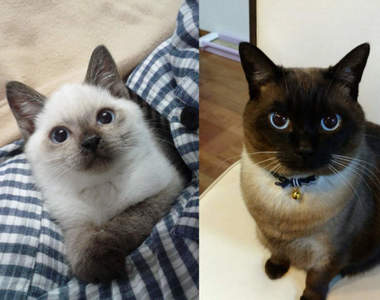 《暹羅貓變色大賽》簡直判若兩貓的毛色差異,原來是受到溫度影響!?