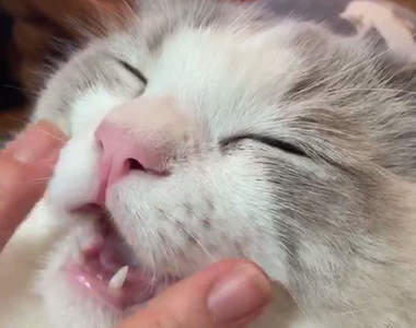 【有片】《超創新摸貓法》主人輕摸鬍鬚墊ω結果讓喵出現爽翻天的怪表情...w