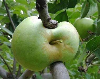 看到的當下覺得很有事《超鬧食物照》匯集不安與有趣於一身的各種畫面