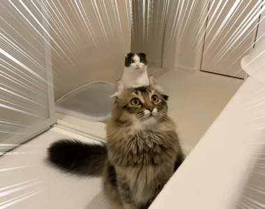 無修圖《貓的頭上長出一隻貓》意外捕捉根本貓香菇的奇蹟視角，笑翻10萬推民ww