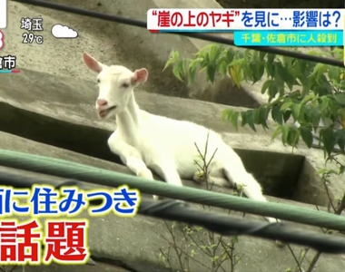 《崖上的山羊之亂》民眾蜂擁而至湊熱鬧 周邊商品接連推出賣翻了