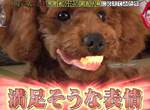 《汪星人最愛咬假牙》找不到發現被愛犬叼走,狗狗的模樣超爆笑 《汪星人最愛咬假牙》找不到發現被愛犬叼走,狗狗的模樣超爆笑