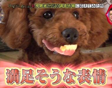 《汪星人最愛咬假牙》找不到發現被愛犬叼走,狗狗的模樣超爆笑