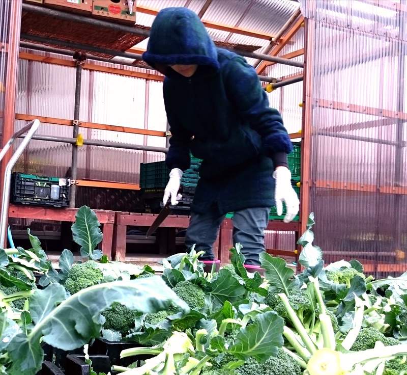 圖片4 《採收高麗菜的老婆》手握菜刀的收成畫面,不小心變成驚悚電影裡的一幕...ww | 宅宅新聞