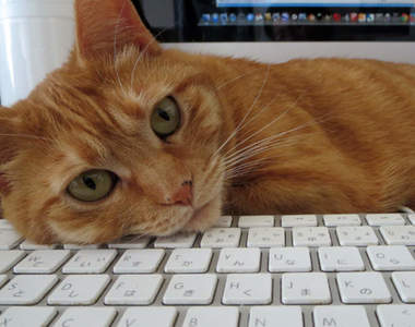 推特話題《有電腦的好處》「可以被貓療癒」「貓能睡的地方變多」超謎意見續出...