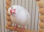 《全日本文鳥歪頭冠軍賽》推特悄悄浮上超可愛tag,飼主們快來曬出可愛歪頭照( ⁰⊖⁰) 《全日本文鳥歪頭冠軍賽》推特悄悄浮上超可愛tag,飼主們快來曬出可愛歪頭照( ⁰⊖⁰)