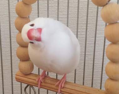 《全日本文鳥歪頭冠軍賽》推特悄悄浮上超可愛tag，飼主們快來曬出可愛歪頭照( ⁰⊖⁰)