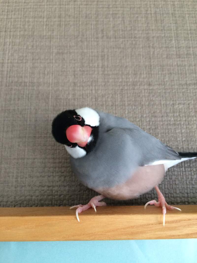 圖片4 《全日本文鳥歪頭冠軍賽》推特悄悄浮上超可愛tag,飼主們快來曬出可愛歪頭照( ⁰⊖⁰) | 宅宅新聞
