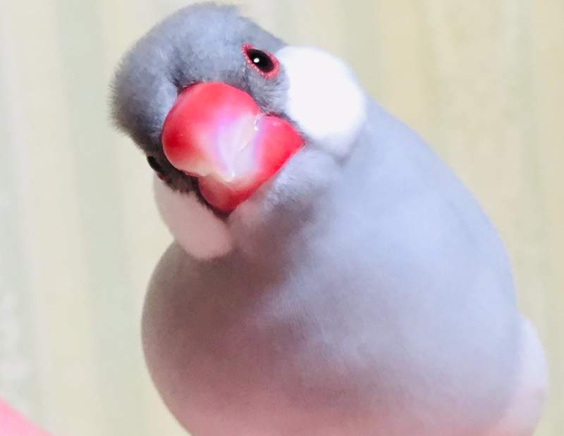 圖片6 《全日本文鳥歪頭冠軍賽》推特悄悄浮上超可愛tag,飼主們快來曬出可愛歪頭照( ⁰⊖⁰) | 宅宅新聞