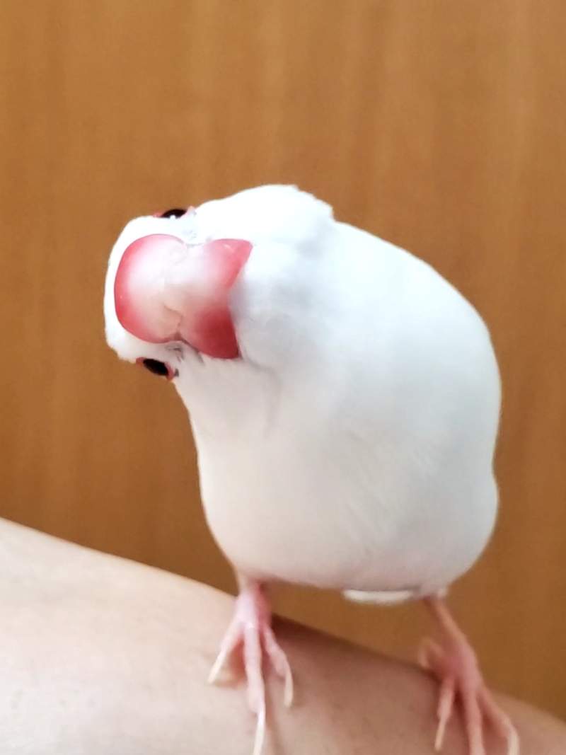 圖片8 《全日本文鳥歪頭冠軍賽》推特悄悄浮上超可愛tag,飼主們快來曬出可愛歪頭照( ⁰⊖⁰) | 宅宅新聞