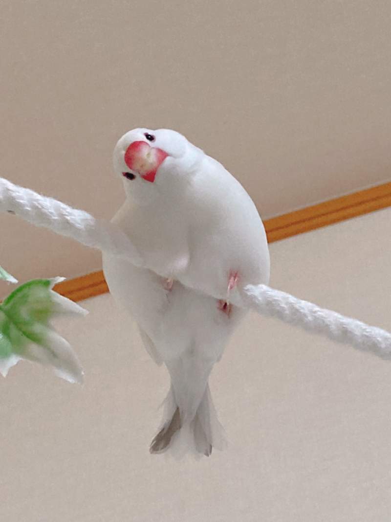 圖片9 《全日本文鳥歪頭冠軍賽》推特悄悄浮上超可愛tag,飼主們快來曬出可愛歪頭照( ⁰⊖⁰) | 宅宅新聞