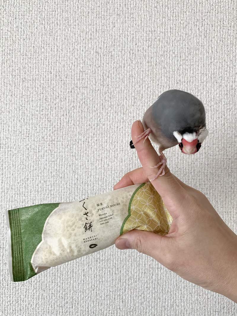 圖片15 《全日本文鳥歪頭冠軍賽》推特悄悄浮上超可愛tag,飼主們快來曬出可愛歪頭照( ⁰⊖⁰) | 宅宅新聞