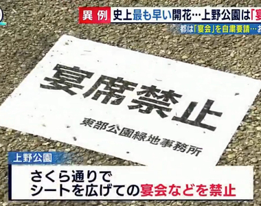 《肺炎疫情下的櫻花季》今年開趴賞花都要偷偷摸摸 坐著喝杯啤酒也會在意旁人眼光