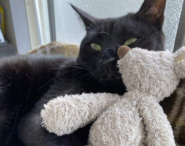 新手貓奴《老公養貓的結果》當初誇下海口對貓沒興趣的人結果變這樣...ww