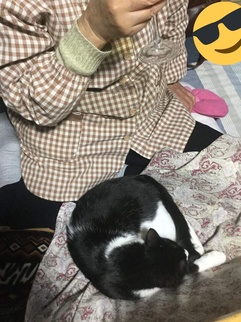 圖片7 新手貓奴《老公養貓的結果》當初誇下海口對貓沒興趣的人結果變這樣...ww | 宅宅新聞