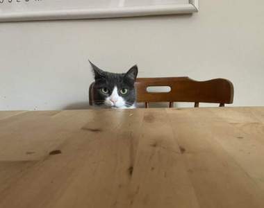 在家工作遭遇《礙事寵物搗亂》國外網友們苦笑著無法好好上班