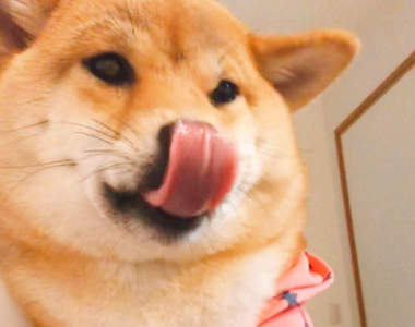 《獸醫口中的驚人事實》柴犬吃到納豆出現異常反應,醫生診斷的結果讓主人驚呆...