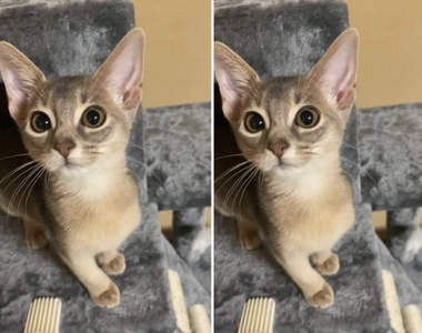 養貓兩週網友分享《喵星人的優點跟缺點》結論就是可愛、可愛、可愛XDD