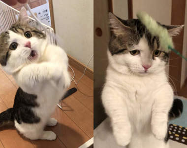 《表情豐富的喵星人》成功抓住逗貓棒＆沒抓住時的表情反差萌翻23萬推民❤